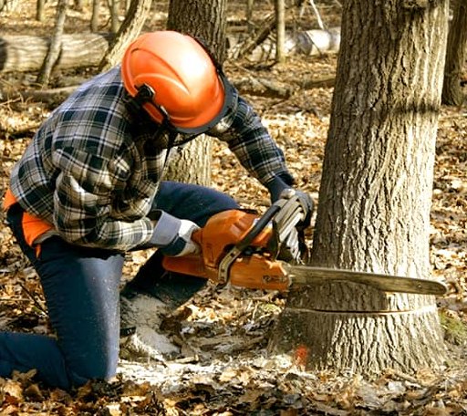 Tree Removal in Climax, MI